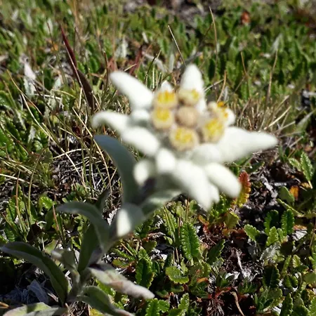 Saflischgarten * Grengiols