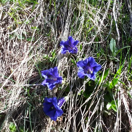 Chalet Saflischgarten *