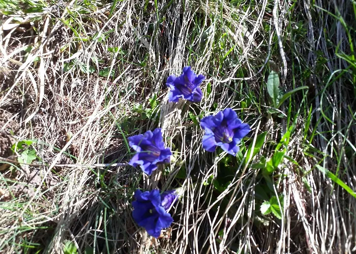 Σαλέ Saflischgarten *