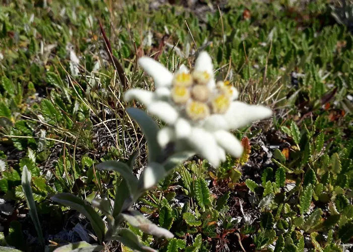 Saflischgarten * Grengiols